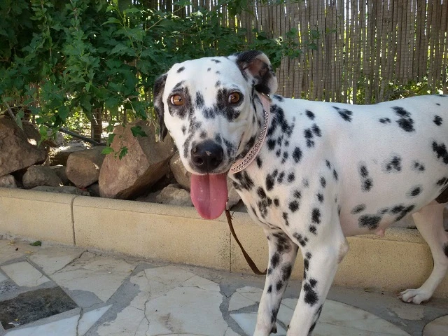 Peggy