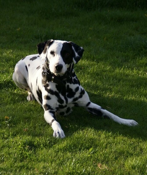 Perdita