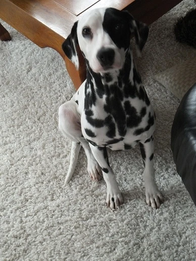Perdita Perdita