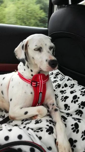 Perdita