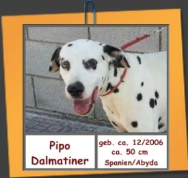Pipo