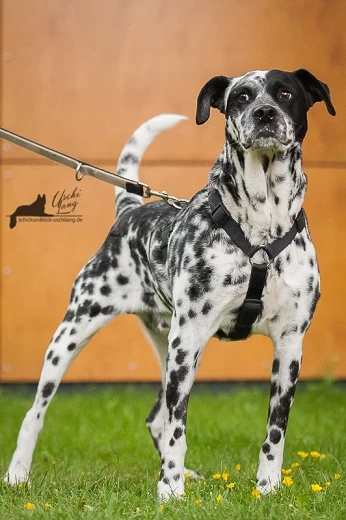 Oskar