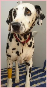 Pongo