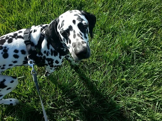 Pongo