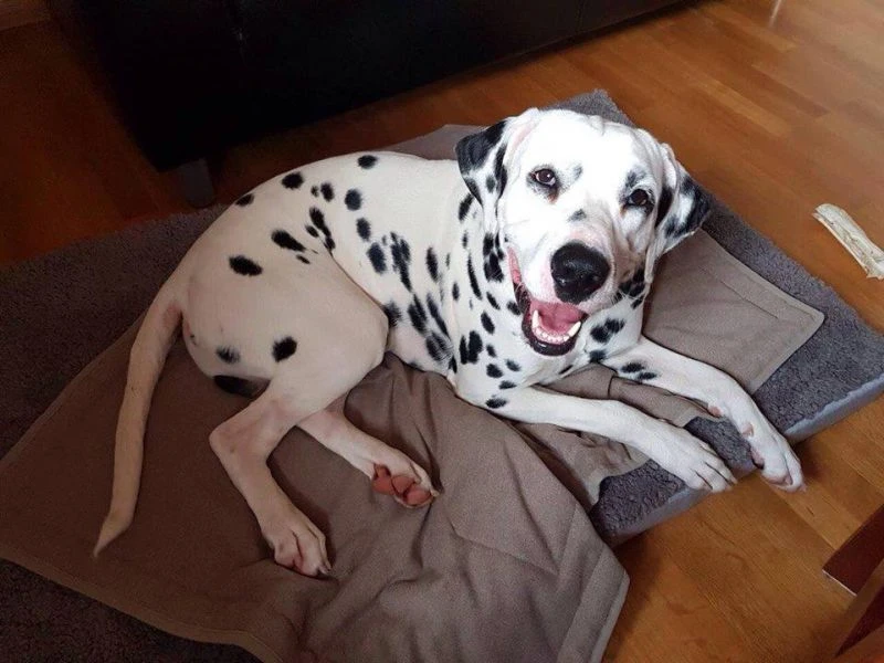 Pongo
