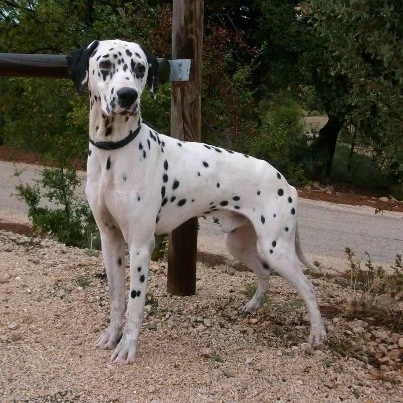 Ringo
