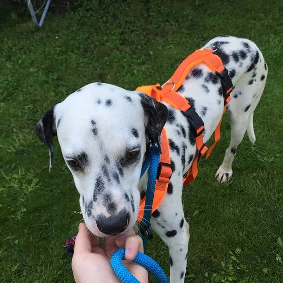 Ringo