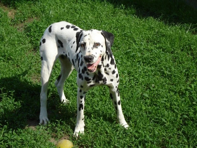 Romeo