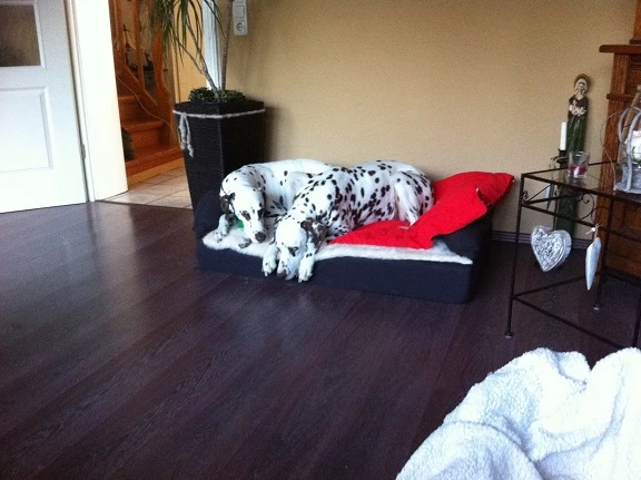 Rufo