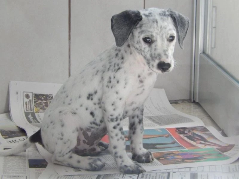 Spot