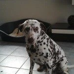 Tinka