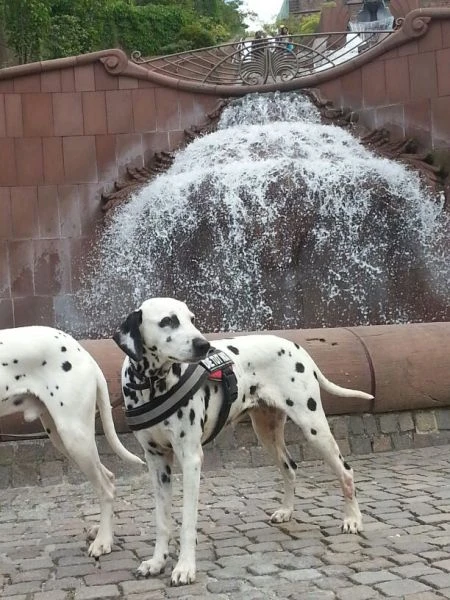 Tula
