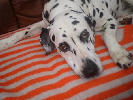 Watson