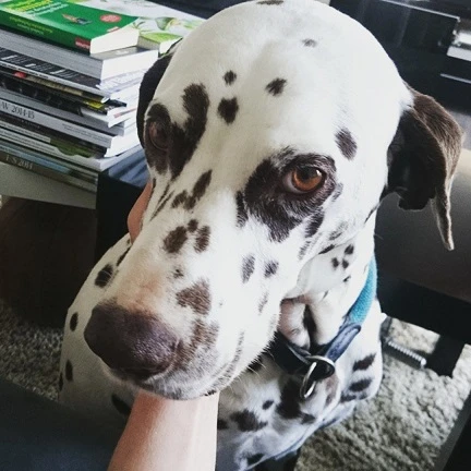 Willy