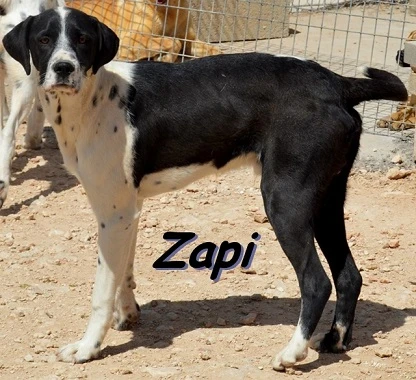 Zapi