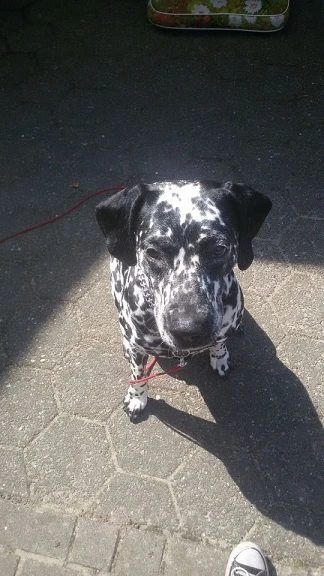 Ziva