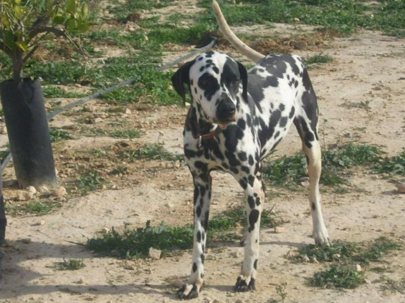 Bonita