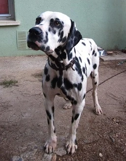 Karu
