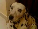 Roxy