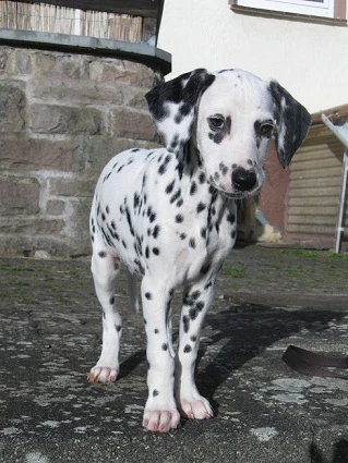 Bailey
