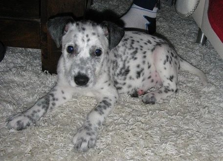 Lilly